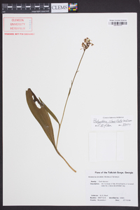 Platanthera clavellata image