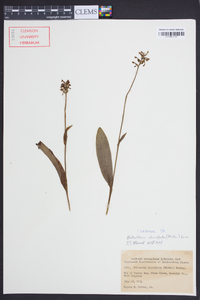 Platanthera clavellata image