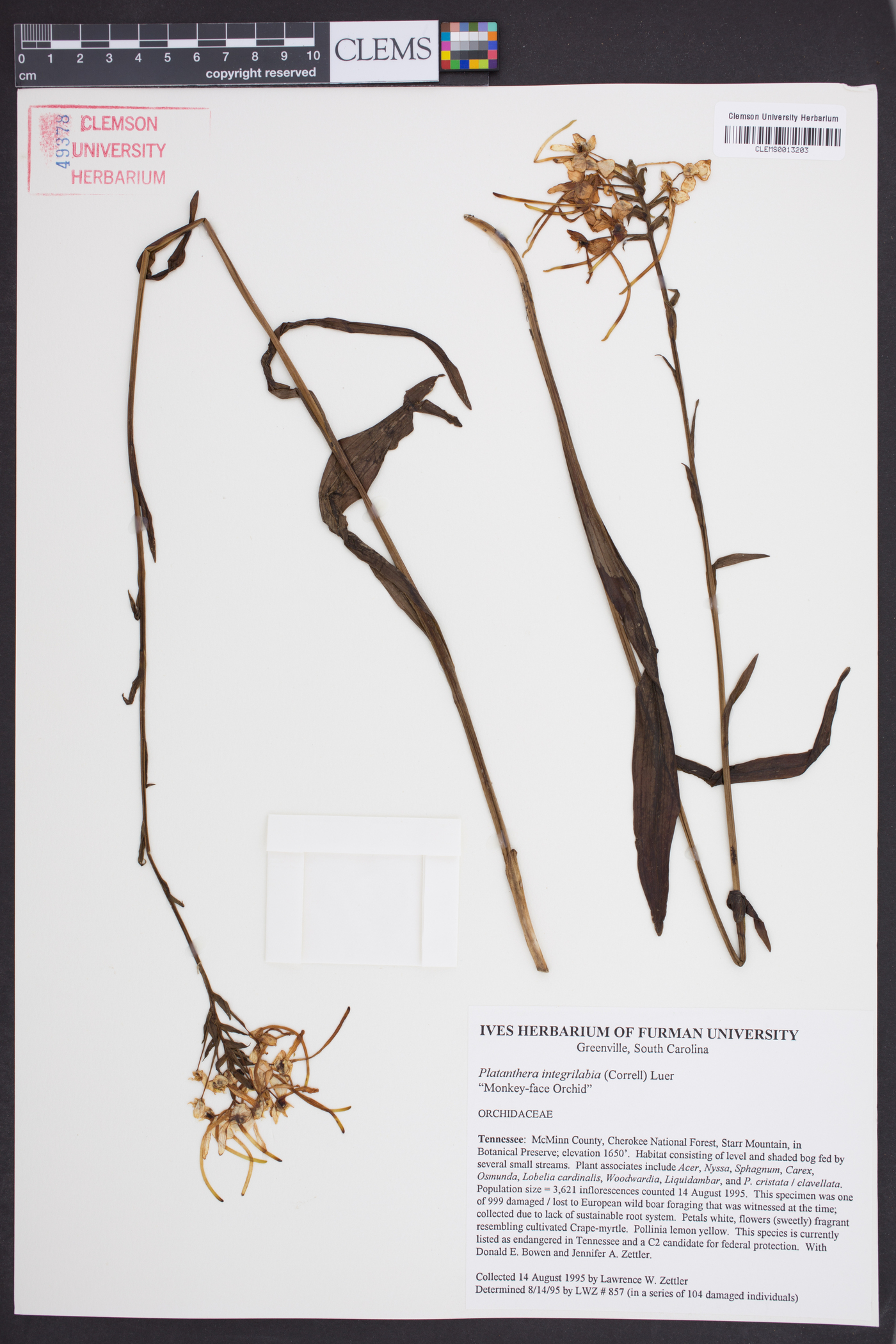 Platanthera integrilabia image