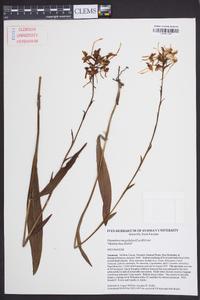 Platanthera integrilabia image