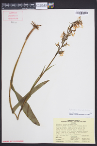 Platanthera lacera image