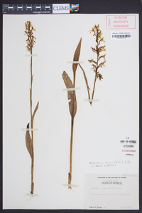 Platanthera lacera image