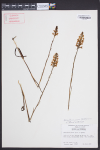 Platanthera nivea image