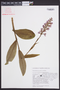 Platanthera psycodes image