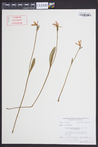 Pogonia ophioglossoides image