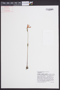 Pogonia ophioglossoides image