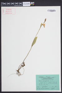 Pogonia ophioglossoides image