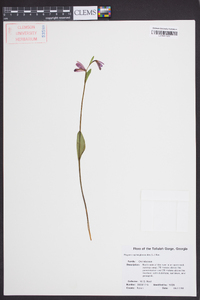 Pogonia ophioglossoides image