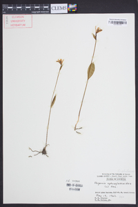 Pogonia ophioglossoides image