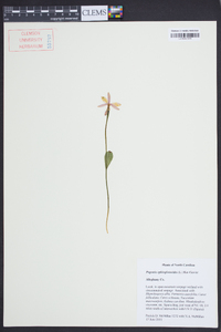 Pogonia ophioglossoides image