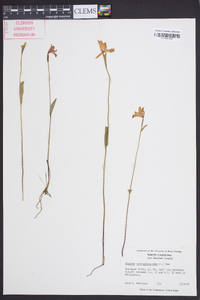 Pogonia ophioglossoides image