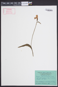 Pogonia ophioglossoides image