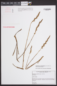 Spiranthes vernalis image