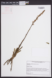 Spiranthes vernalis image