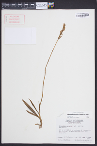 Spiranthes vernalis image