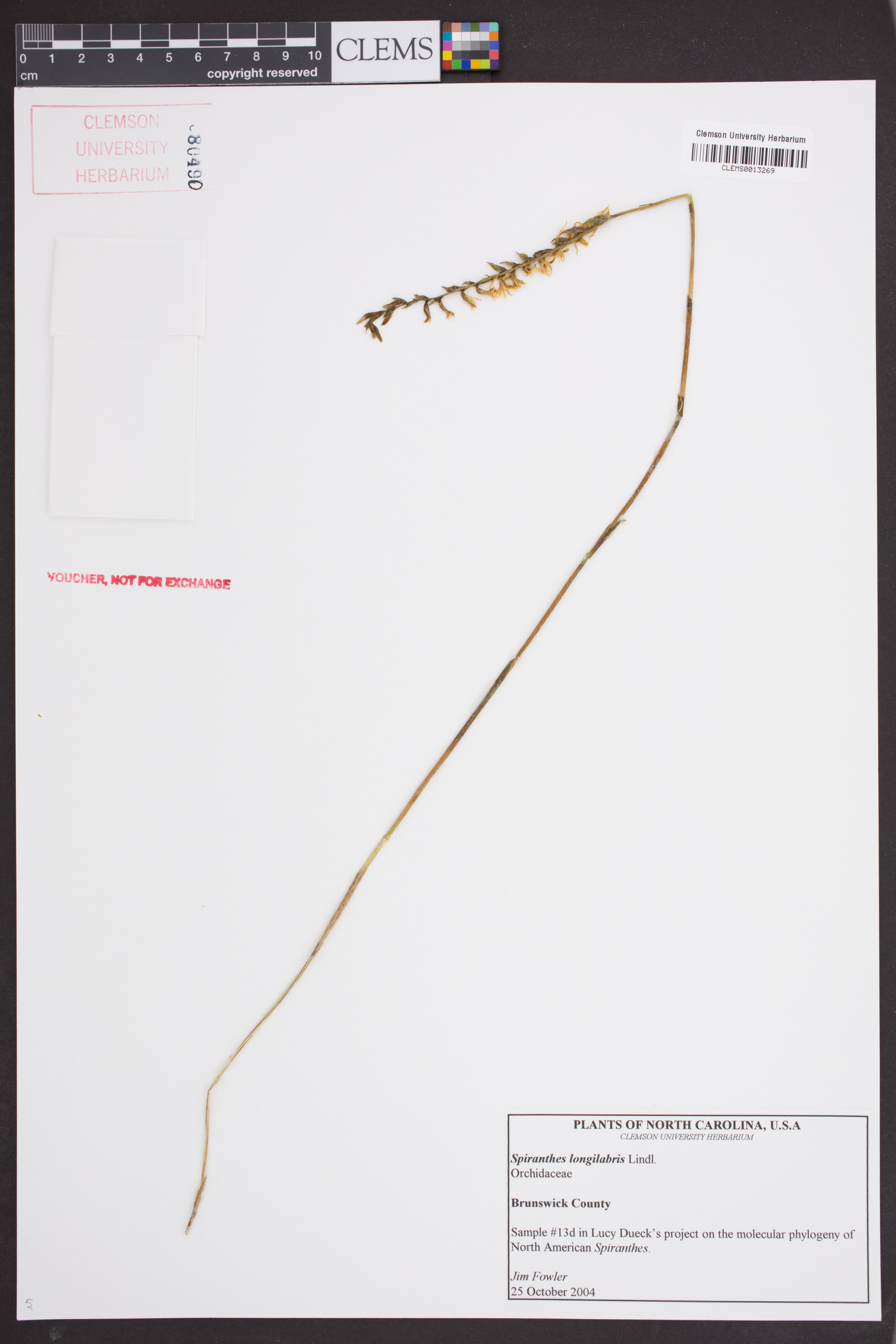 Spiranthes longilabris image