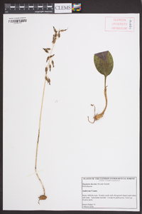 Tipularia discolor image