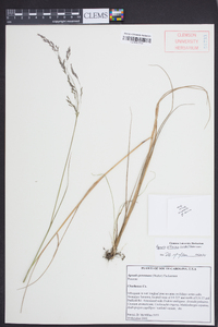 Agrostis altissima image