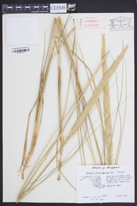 Ammophila breviligulata image