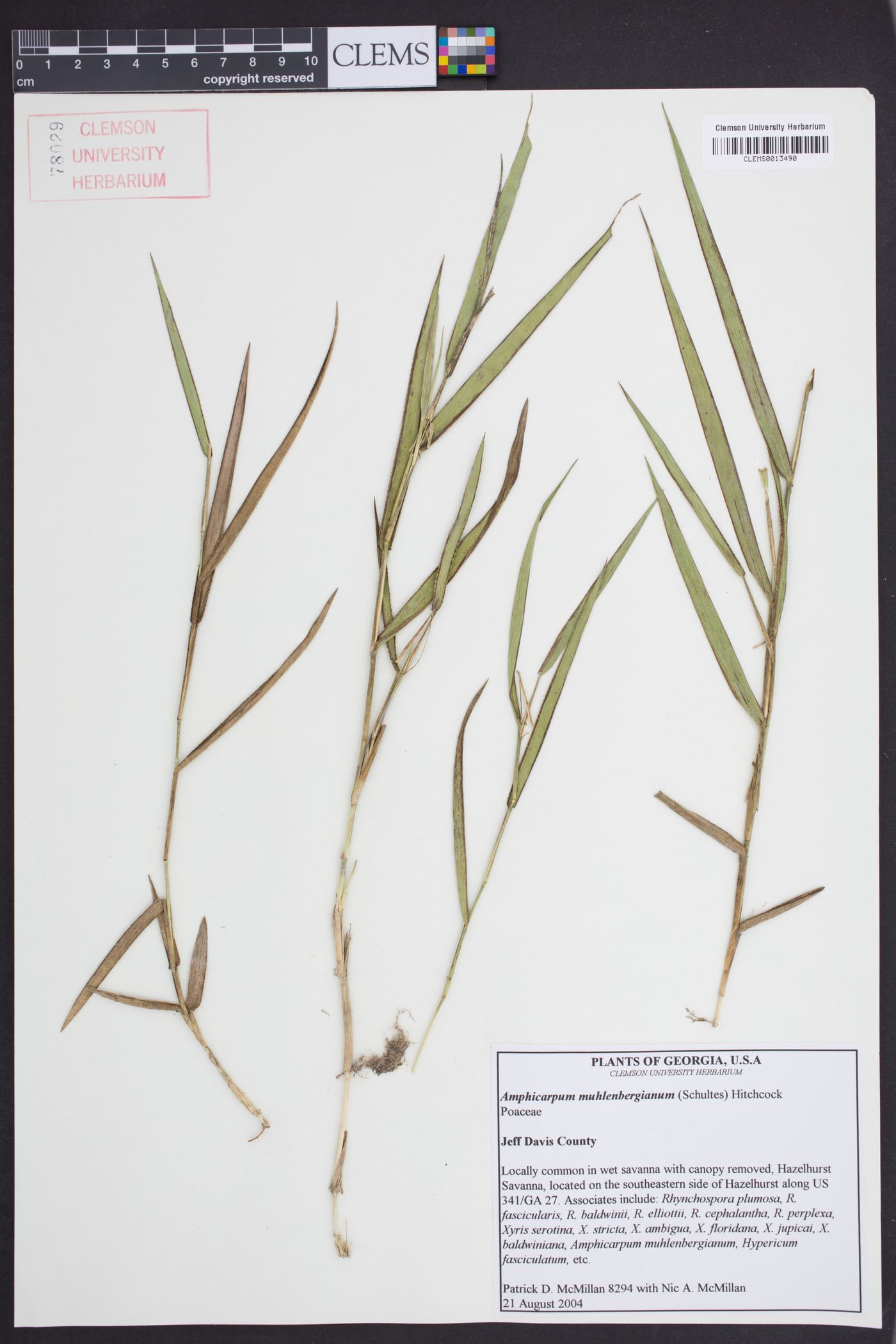 Amphicarpum muhlenbergianum image