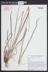 Andropogon capillipes image