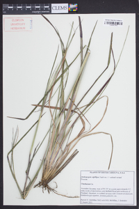 Andropogon capillipes image