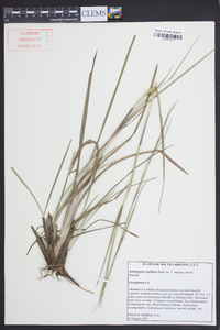 Andropogon capillipes image