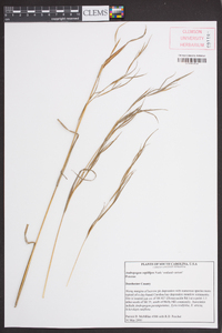 Andropogon capillipes image