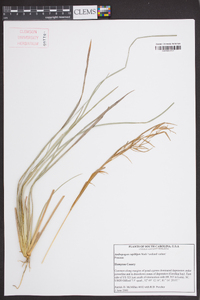 Andropogon capillipes image