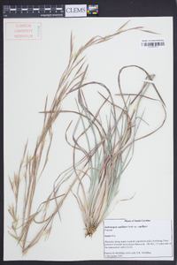 Andropogon capillipes image