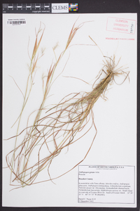 Andropogon gyrans image