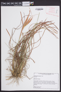 Andropogon gyrans image