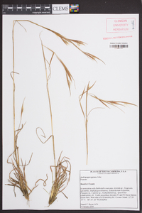 Andropogon gyrans image