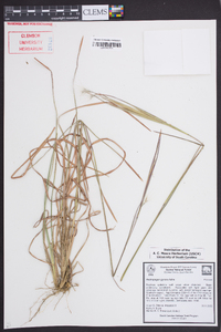 Andropogon gyrans image