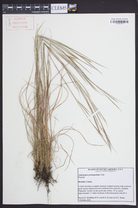 Andropogon perangustatus image