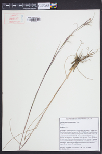 Andropogon perangustatus image