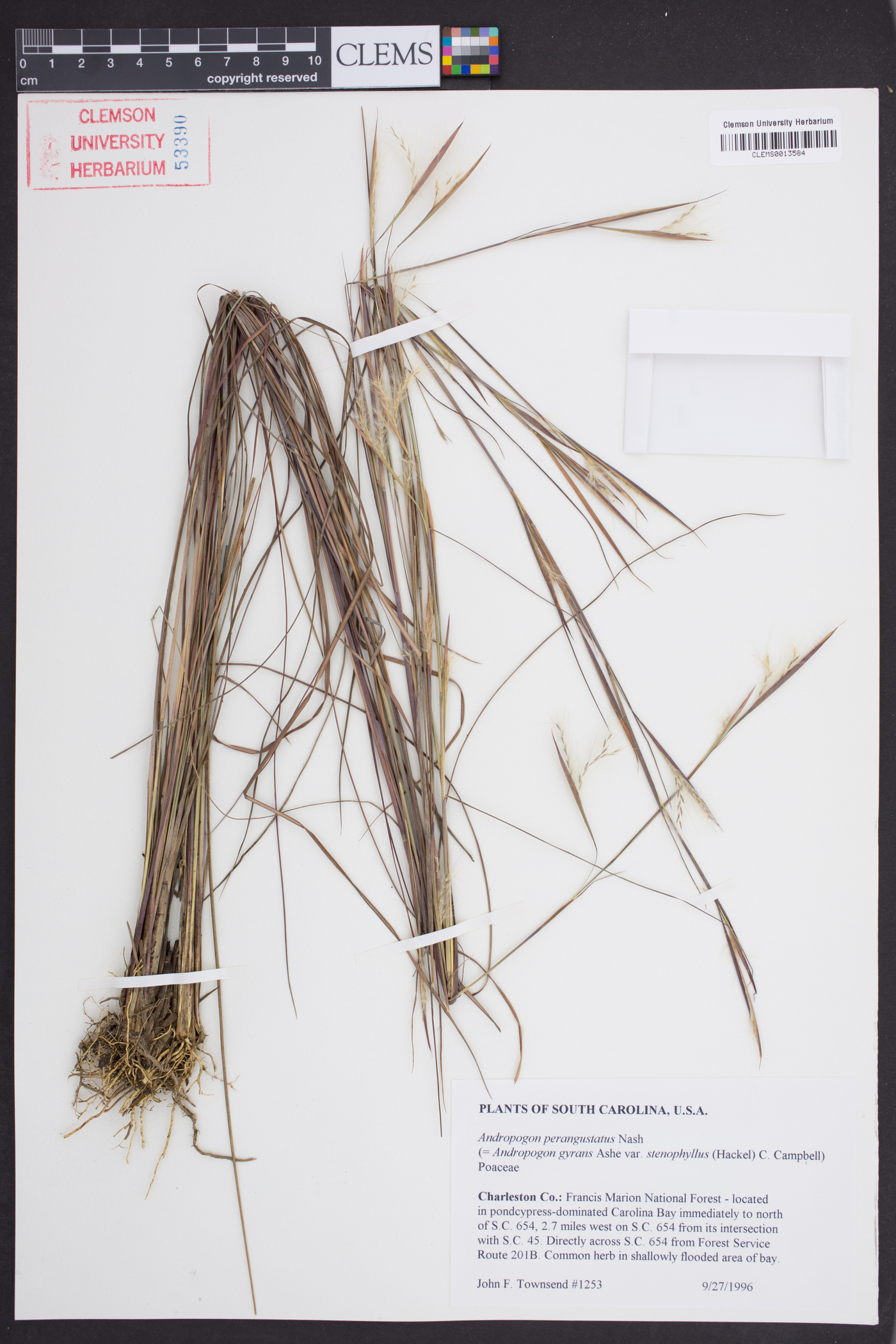 Andropogon perangustatus image