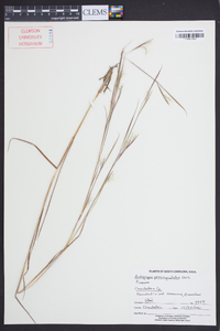 Andropogon perangustatus image