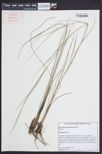 Andropogon perangustatus image