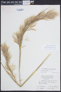 Andropogon glomeratus image