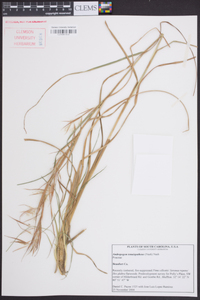 Andropogon glomeratus image