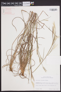 Andropogon ternarius image