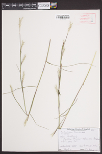 Andropogon ternarius image