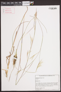 Andropogon tracyi image