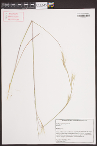 Andropogon tracyi image