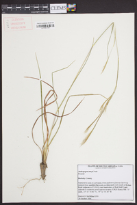 Andropogon tracyi image