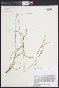 Andropogon tracyi image