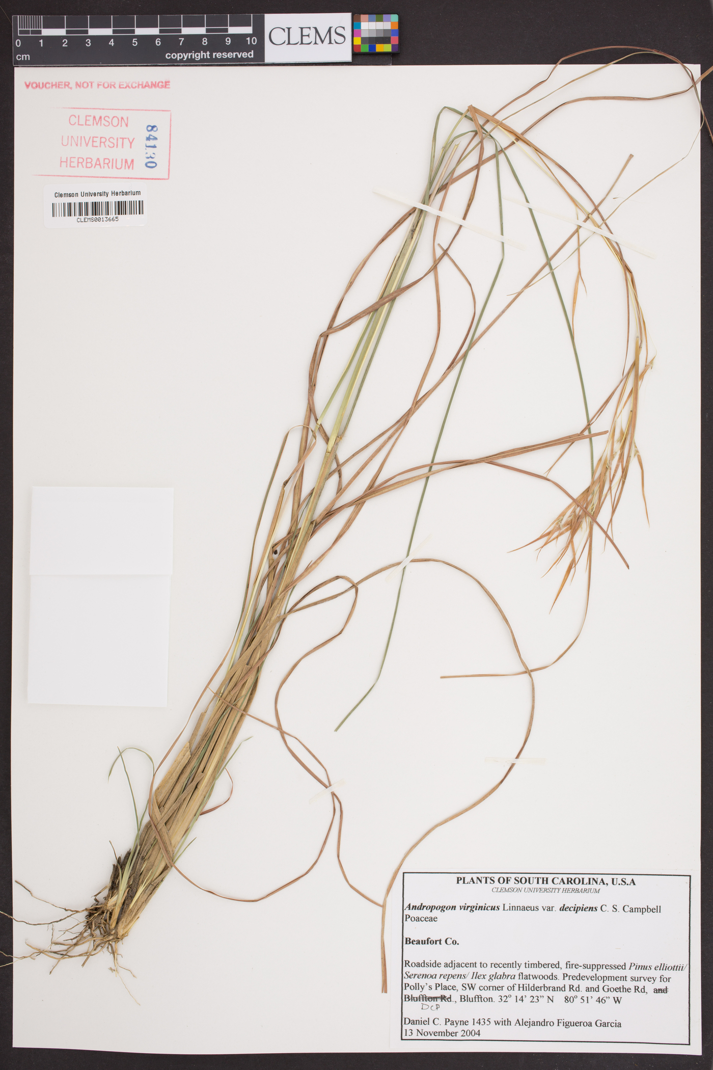 Andropogon virginicus var. decipiens image