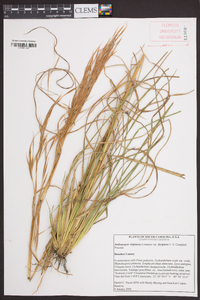 Andropogon virginicus var. decipiens image