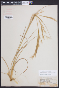 Andropogon virginicus var. decipiens image